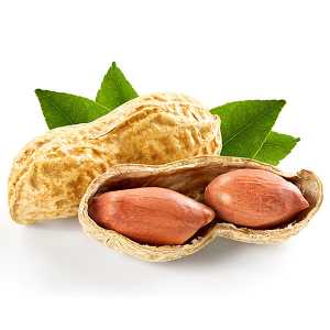 En elegant Jordnöt, Lätt saltade med naturligt utseende och känsla. Detaljerad utformning med realistiskt bladverk. 